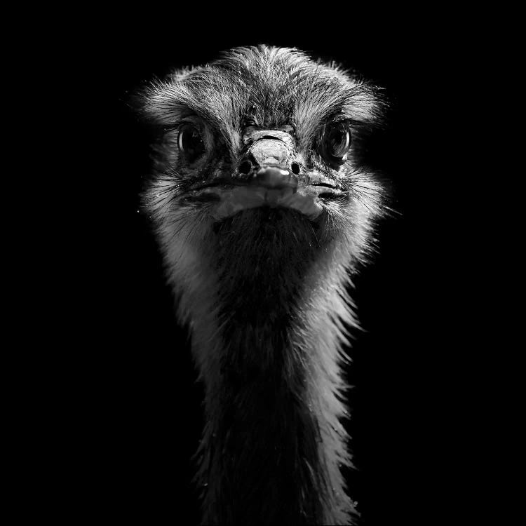 Ostrich In Black & White by Lukas Holas wall art