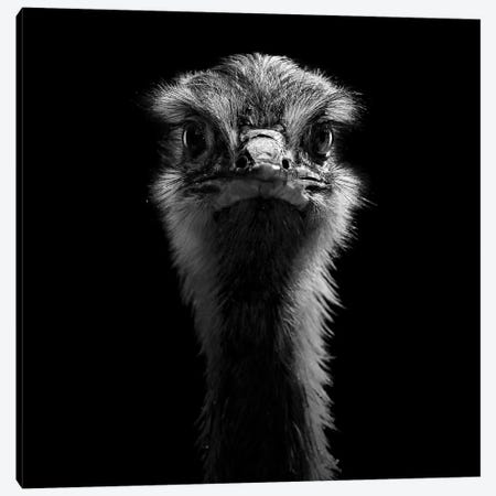 Ostrich In Black & White Canvas Print #LUK20} by Lukas Holas Canvas Wall Art