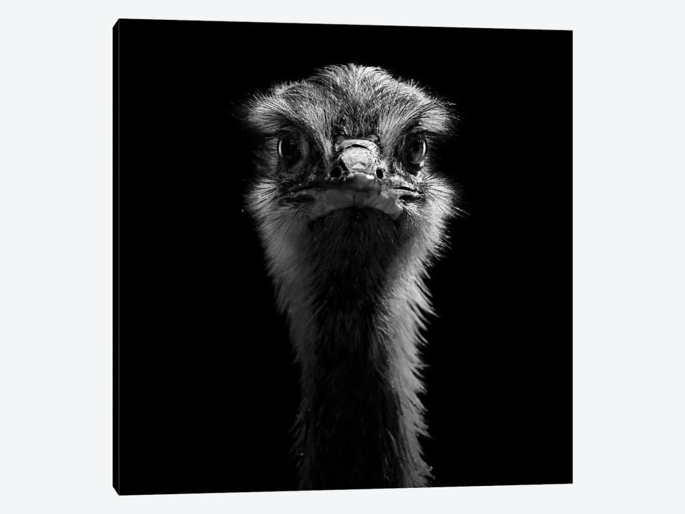 Ostrich In Black & White by Lukas Holas 1-piece Canvas Art Print