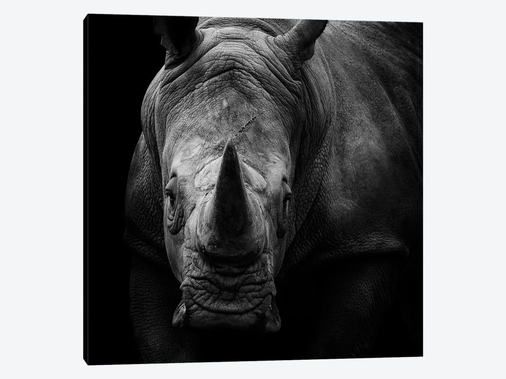 Rhino In Black & White by Lukas Holas 1-piece Canvas Artwork