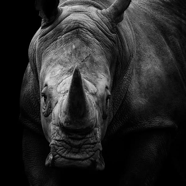Large Photography - Canvas Prints: Rhino In Black & White by Lukas Holas
