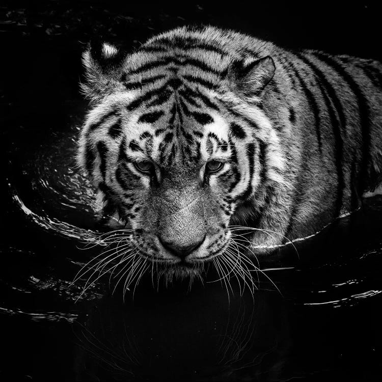 Tiger In Water, Black & White