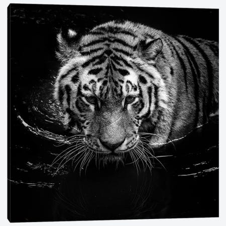 Tiger In Water, Black & White Canvas Print #LUK22} by Lukas Holas Canvas Art