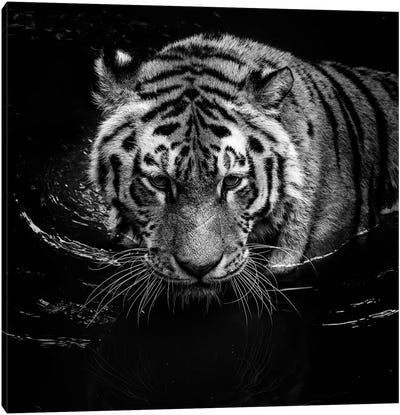 Tiger In Water, Black & White Canvas Art Print - Tiger Art