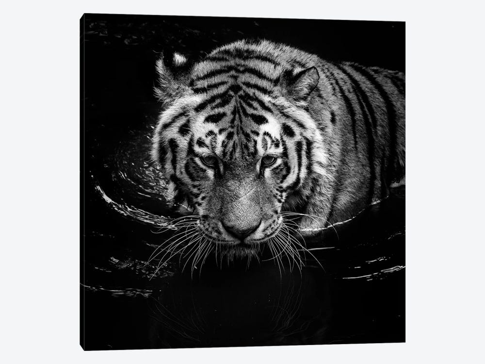 Tiger In Water, Black & White by Lukas Holas 1-piece Art Print
