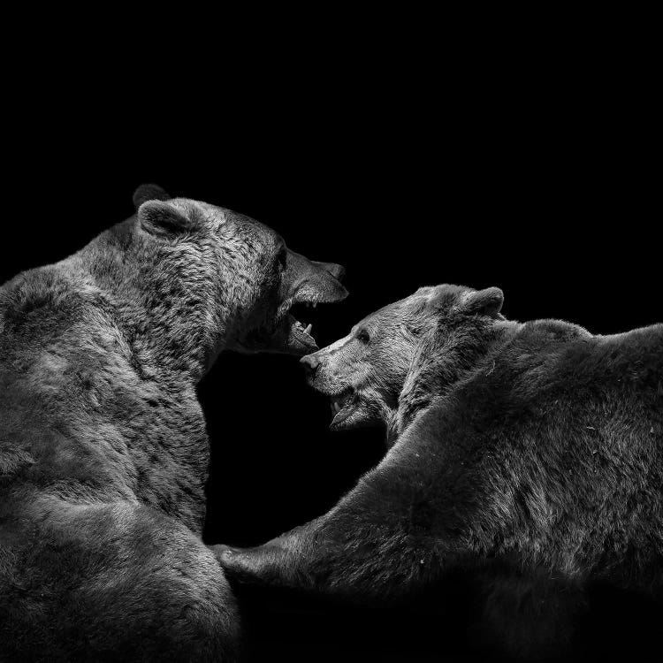 Two Bears In Black & White by Lukas Holas wall art