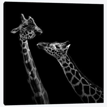 Two Giraffes In Black & White Canvas Print #LUK24} by Lukas Holas Canvas Art Print