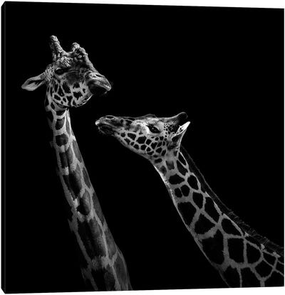 Two Giraffes In Black & White Canvas Art Print - Giraffe Art