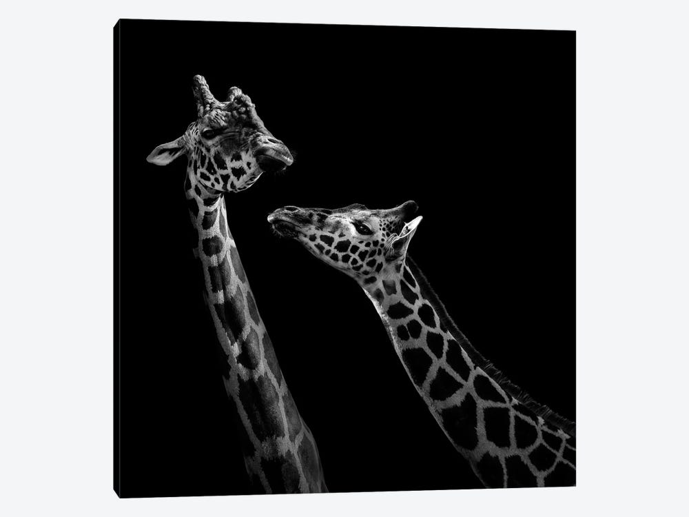 Two Giraffes In Black & White by Lukas Holas 1-piece Art Print