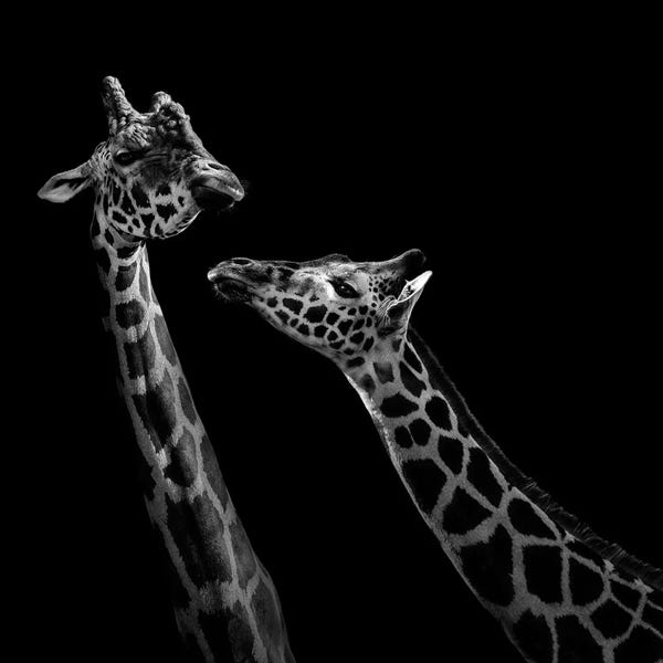 Giraffes: Two Giraffes In Black & White by Lukas Holas