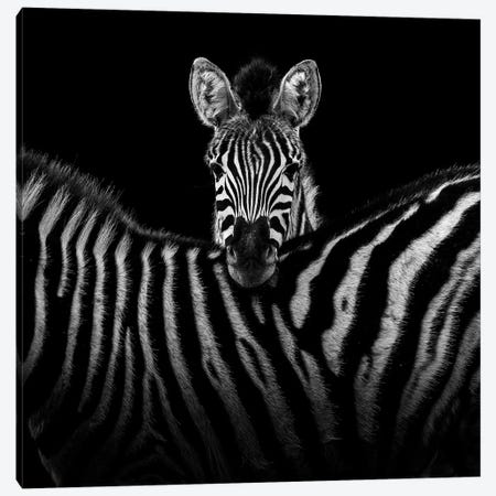 Two Zebras In Black & White I Canvas Print #LUK25} by Lukas Holas Canvas Art Print