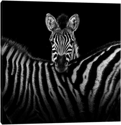 Two Zebras In Black & White I Canvas Art Print - Lukas Holas