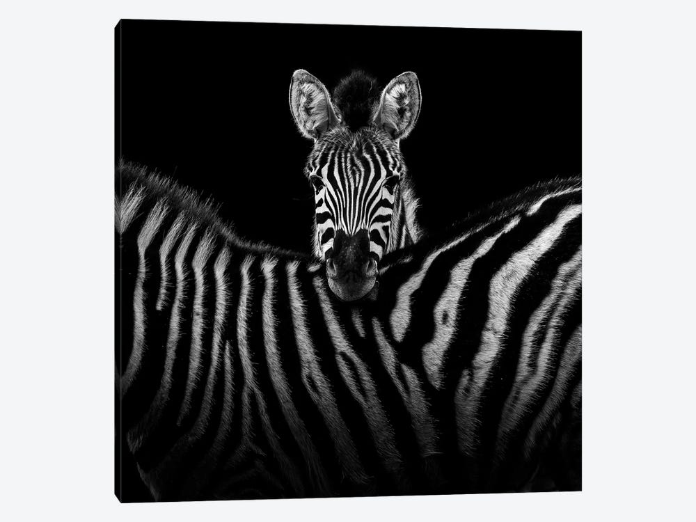 Two Zebras In Black & White I 1-piece Canvas Wall Art