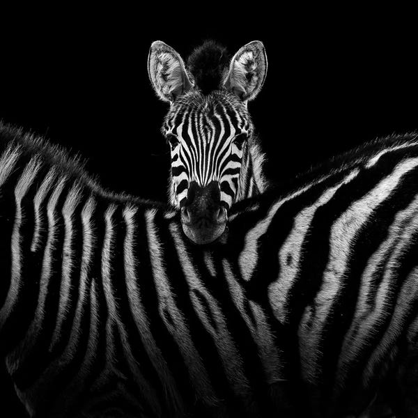 Zebras: Two Zebras In Black & White I by Lukas Holas