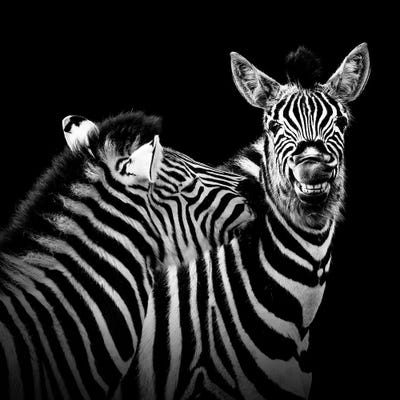 Two Zebras In Black & White II Art Print By Lukas Holas | ICanvas