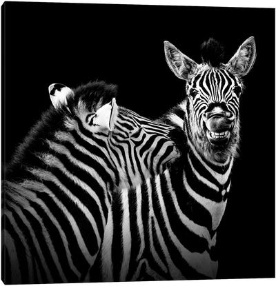 Two Zebras In Black & White II Canvas Art Print - Zebra Art