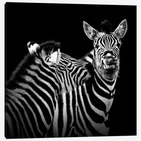 Two Zebras In Black & White II Canvas Print #LUK26} by Lukas Holas Art Print