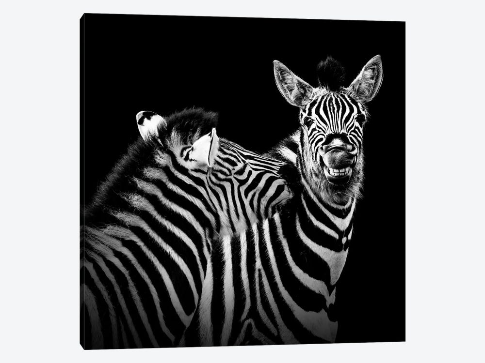 Two Zebras In Black & White II by Lukas Holas 1-piece Art Print