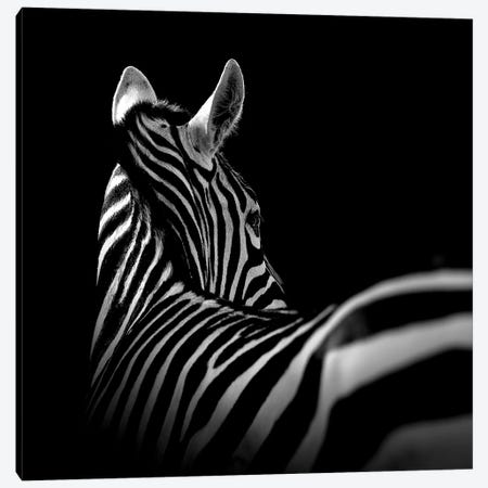 Zebra In Black & White I Canvas Print #LUK27} by Lukas Holas Canvas Print
