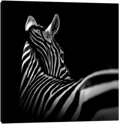 Zebra In Black & White I Canvas Art Print - Zebra Art