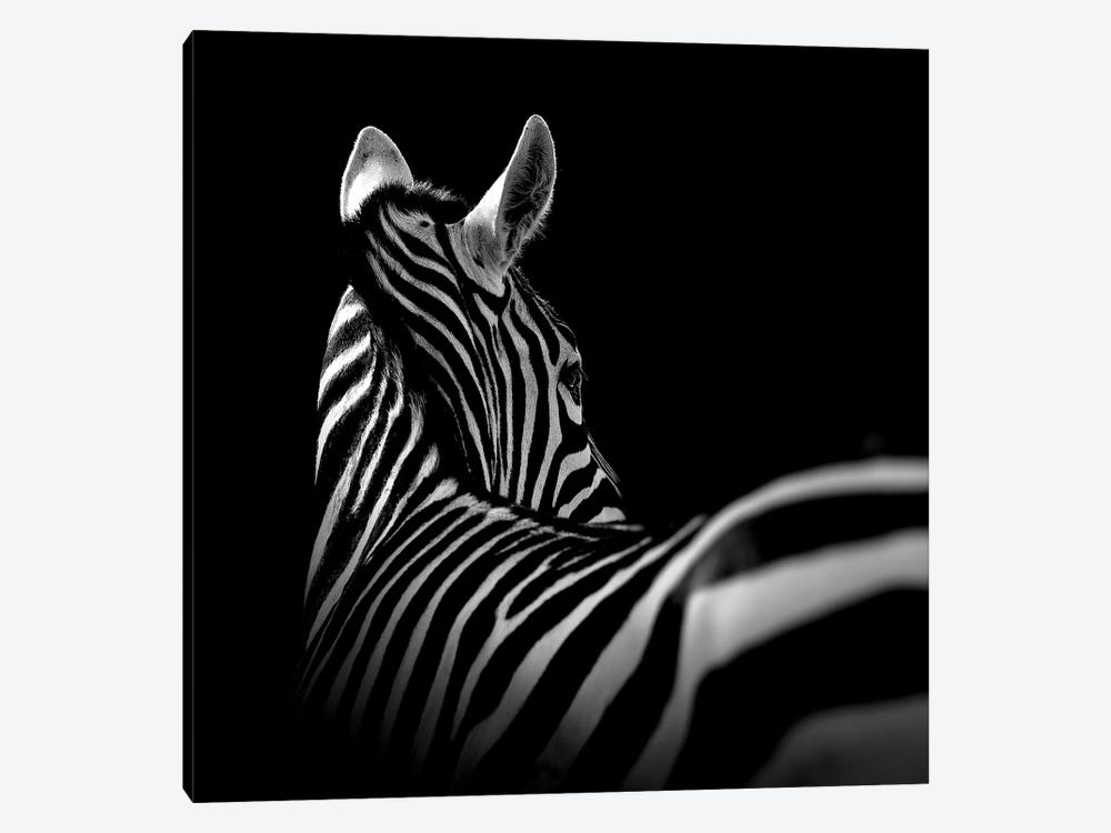 Zebra In Black & White I 1-piece Canvas Wall Art