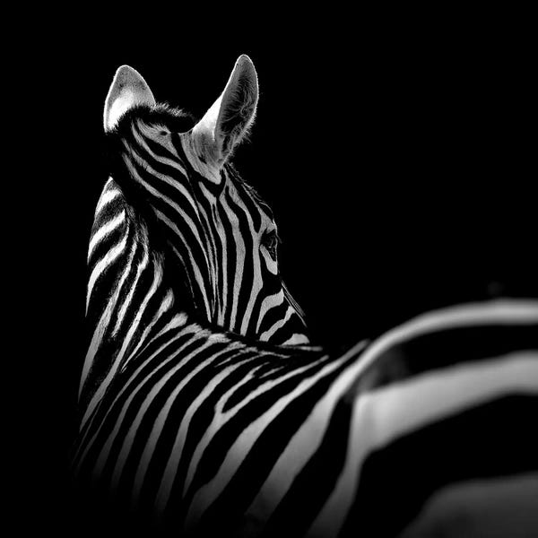 Zebras: Zebra In Black & White I by Lukas Holas