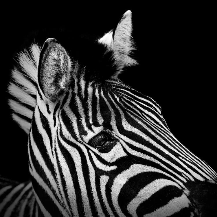 Zebra In Black & White II by Lukas Holas wall art