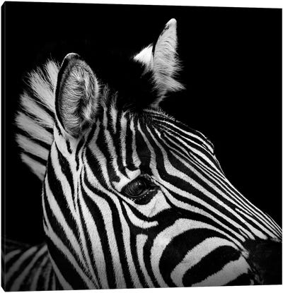 Zebra In Black & White II Canvas Art Print - Lukas Holas