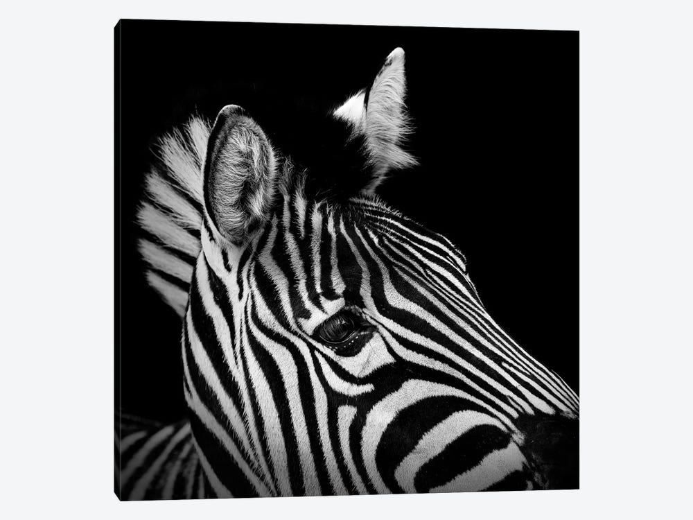 Zebra In Black & White II by Lukas Holas 1-piece Art Print