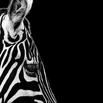 Zebra In Black & White III by Lukas Holas canvas print