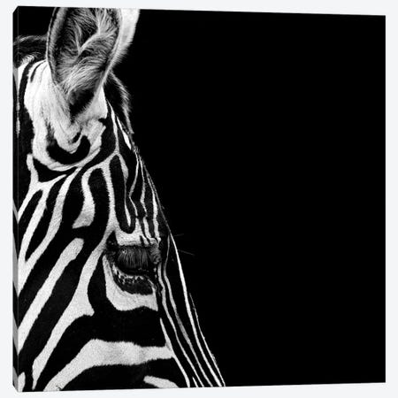 Zebra In Black & White III Canvas Print #LUK29} by Lukas Holas Canvas Artwork