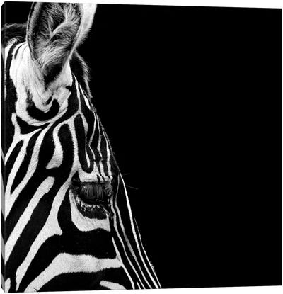 Zebra In Black & White III Canvas Art Print - Lukas Holas