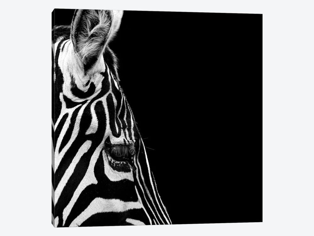 Zebra In Black & White III by Lukas Holas 1-piece Canvas Art
