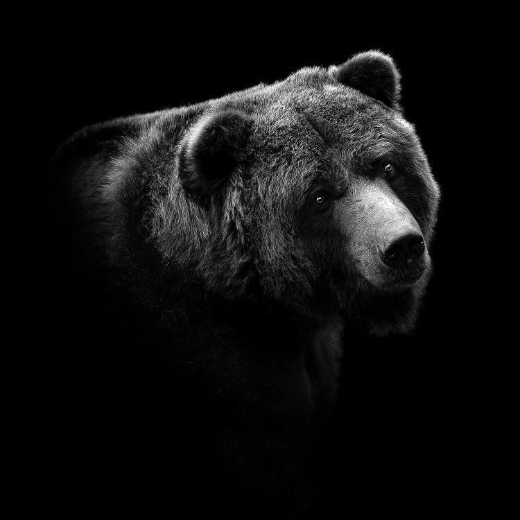 Bear In Black & White II by Lukas Holas wall art