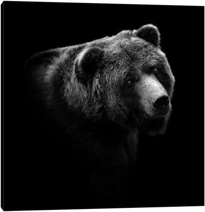 Bear In Black & White II Canvas Art Print - Lukas Holas