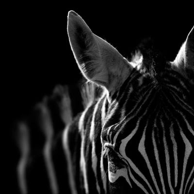 Zebra In Black & White IV Canvas Artwork By Lukas Holas | ICanvas