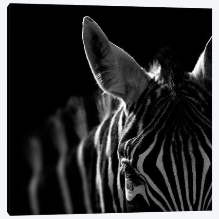 Zebra In Black & White IV Canvas Print #LUK30} by Lukas Holas Canvas Art Print