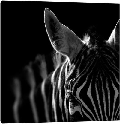Zebra In Black & White IV Canvas Art Print - Lukas Holas