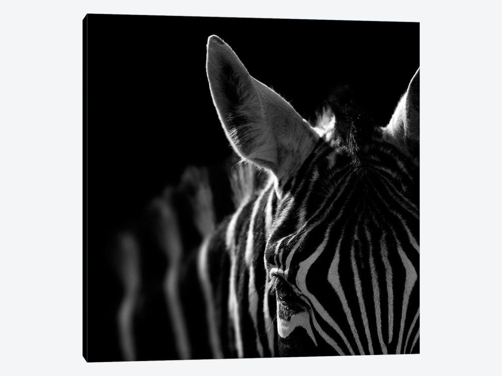 Zebra In Black & White IV 1-piece Canvas Artwork