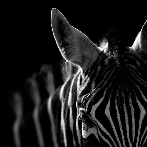 Zebras: Zebra In Black & White IV by Lukas Holas