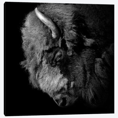 Buffalo In Black & White Canvas Print #LUK3} by Lukas Holas Canvas Art Print