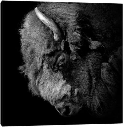 Buffalo In Black & White Canvas Art Print - Bison & Buffalo Art