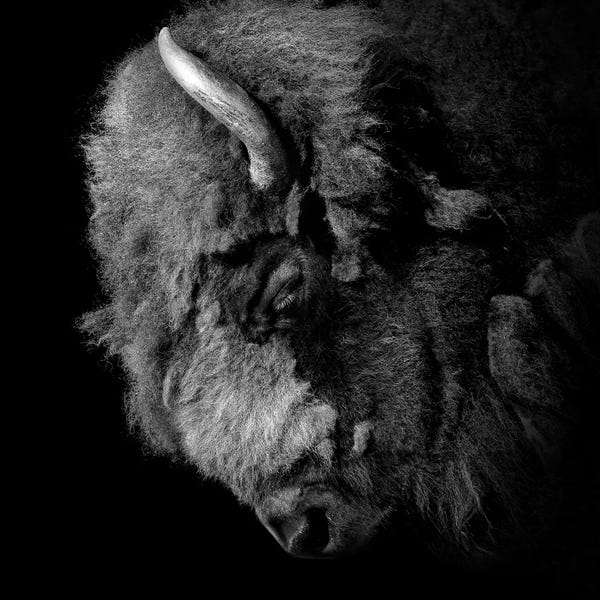 Bison & Buffaloes: Buffalo In Black & White by Lukas Holas