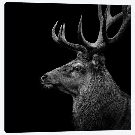 Deer In Black & White Canvas Print #LUK4} by Lukas Holas Canvas Wall Art