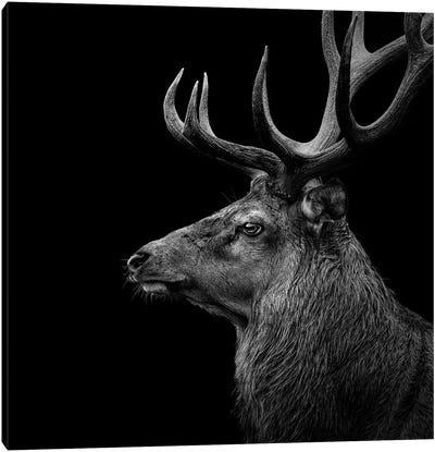 Deer In Black & White Canvas Art Print - Fine Art Photography