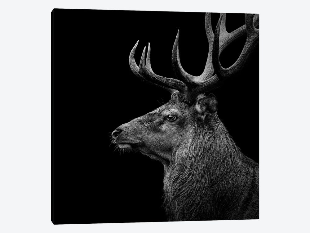 Deer In Black & White by Lukas Holas 1-piece Canvas Art