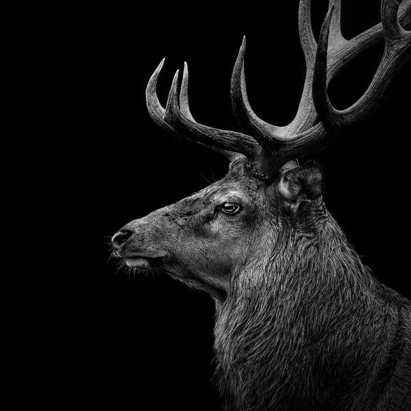 Large Black & White Art - Canvas Prints: Deer In Black & White by Lukas Holas