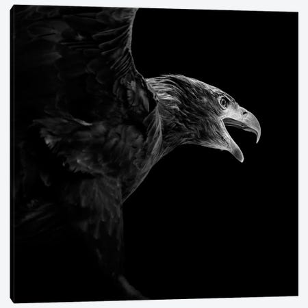 Eagle In Black & White Canvas Print #LUK5} by Lukas Holas Canvas Art