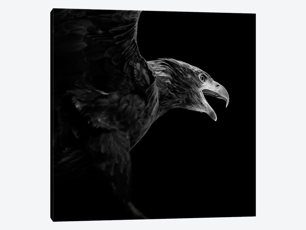 Eagle In Black & White by Lukas Holas 1-piece Canvas Art Print