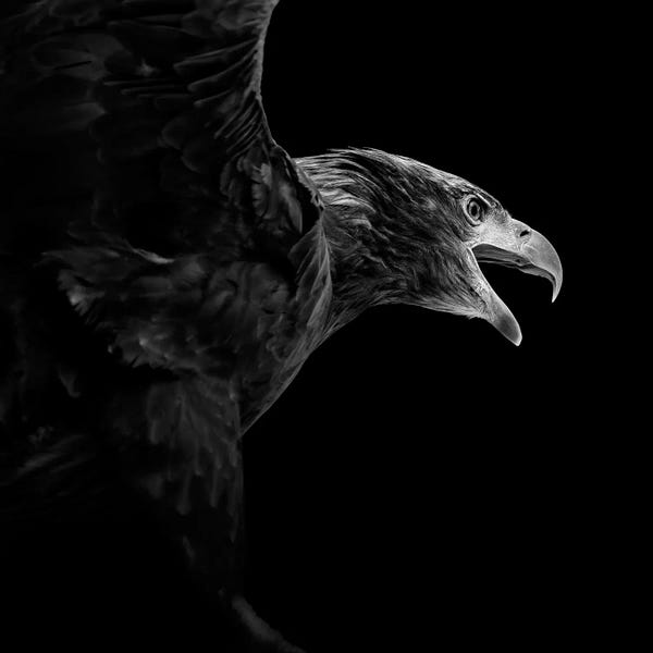 Minimalist Wildlife Photography: Eagle In Black & White by Lukas Holas